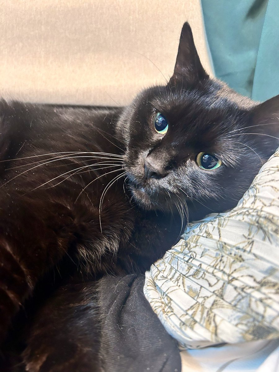 roy20210212's tweet photo. 優しいおめめ🐈‍⬛🐾

#猫 #黒猫 #猫好きな人と繋がりたい #猫のいる暮らし #にゃんこ #ねこ #猫好き #ネコ #猫がいる暮らし #猫がいる幸せ #猫好きさんと繋がりたい #猫写真 #ねこ写真 #ネコ写真 https://t.co/3RF3WFyA9h
