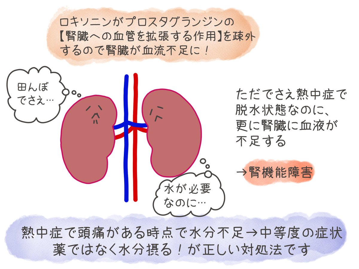 puropera44's tweet photo. 【熱中症の頭痛にはロキソニン絶対飲んじゃだめ】
な理由

熱中症はそもそもが水分不足
熱中症ぽくて頭痛いなら飲むのは薬じゃなくて水分！

これがちだからほんとに気を付けてね https://t.co/oNCUq6f7dB