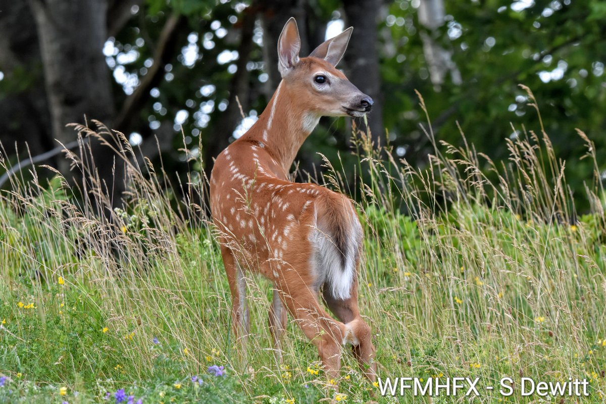HfxMda's tweet photo. Today's weather for the Halifax area

Mostly sunny today with a high of 26c (28c humidex) and very high UV index

Cloudy tonight and breezy with a low of 14c https://t.co/LEJ7KuQUyL