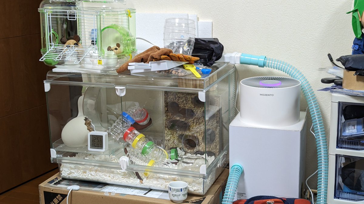 (ヽ´ω`)🐀ハムスチャーリー🐁 tweet media