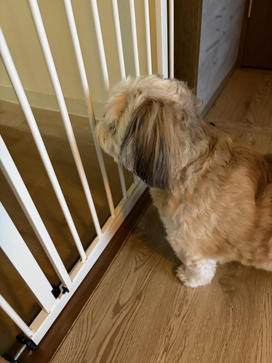 bunkin_ch's tweet photo. ごはんの準備確認中🐶👆 https://t.co/7BvgMdDHdu