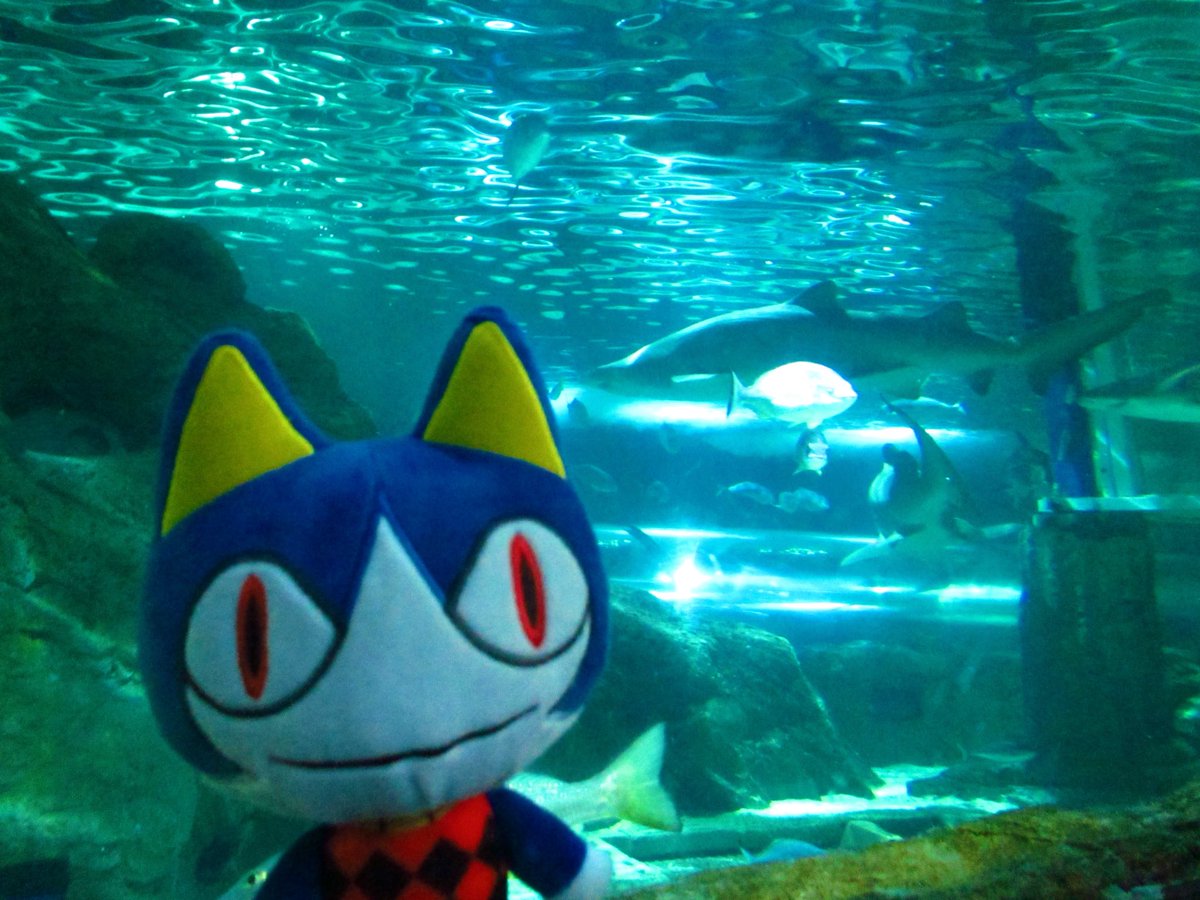everymonday9's tweet photo. blub blub https://t.co/Qa4YGA9C8v
