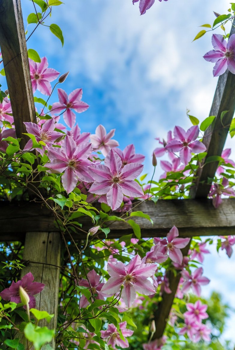 🌸 Beneath the open sky, every bloom reaches upward. A quiet