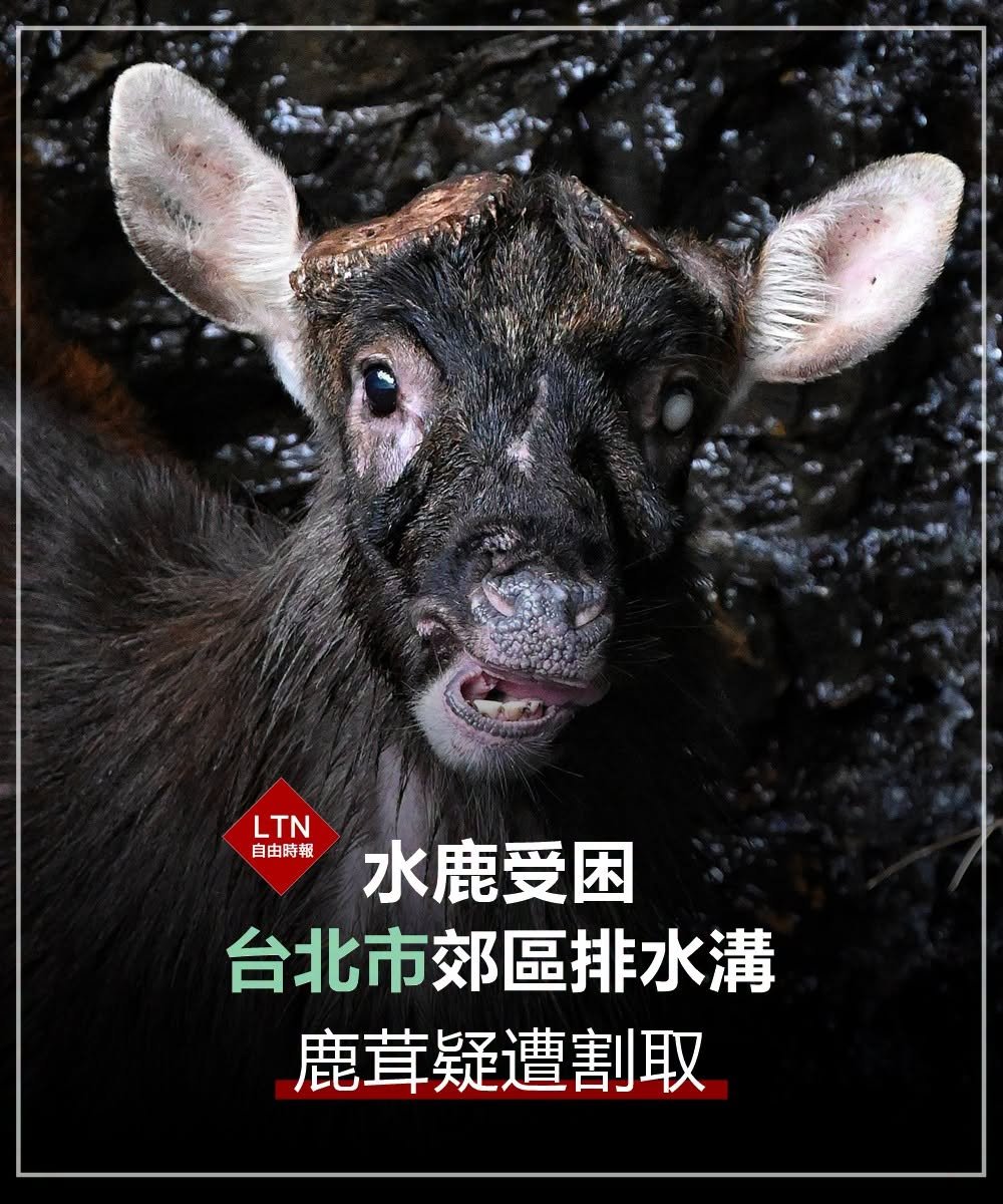 ltntw's tweet photo. 可憐的孩子，到底發生了什麼事？究竟是誰傷害了你？
 
圖文報導：https://t.co/6BWUAt8f3p

#台北市 #動物 #水鹿 #Taiwan #台湾 https://t.co/eVHcT6txM7