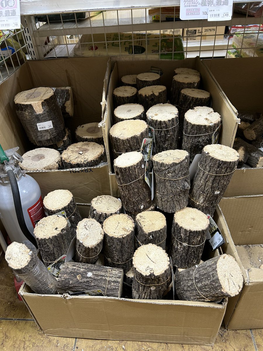 k_honmachida's tweet photo. 新しい産卵木入荷しました！ https://t.co/bYxlzSGxCg