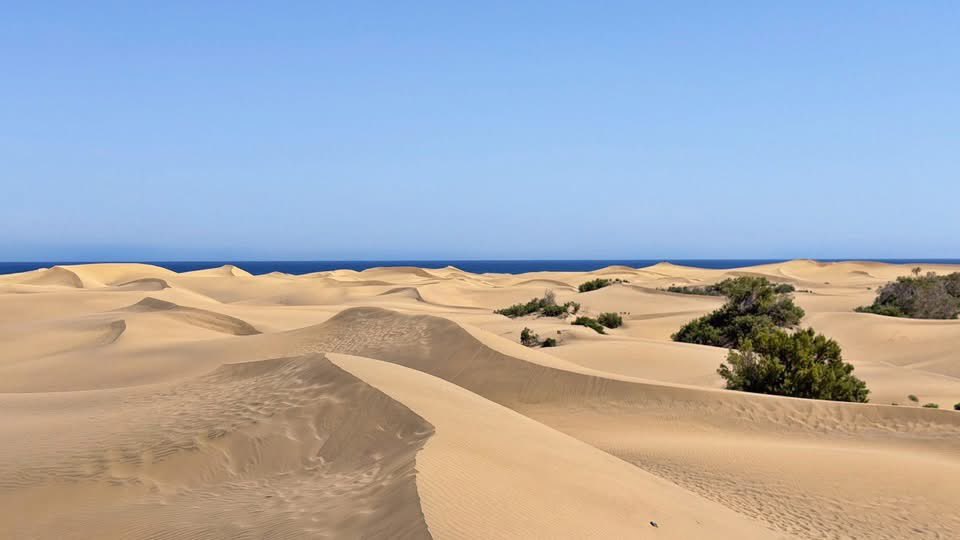 mycanaryislands's tweet photo. Dunas de Maspalomas❤️

#dunas #beach #playa #maspalomas #grancanaria #canarias #spain  #fblifestyle #fblifestylechallenge https://t.co/0t0OATu8nt