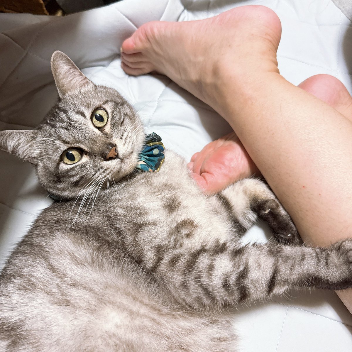 decoy_sae's tweet photo. 帰ってきてソッコー寝たおかんの足を労るハルチャビン🐈‍⬛ https://t.co/nOWAAhuil4
