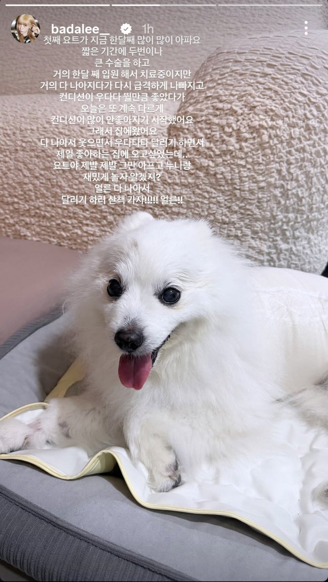 rl4badaa's tweet photo. get well soon, yogurt. praying for your speedy recovery ❤️‍🩹🐾 https://t.co/C7nQ7oLuGj