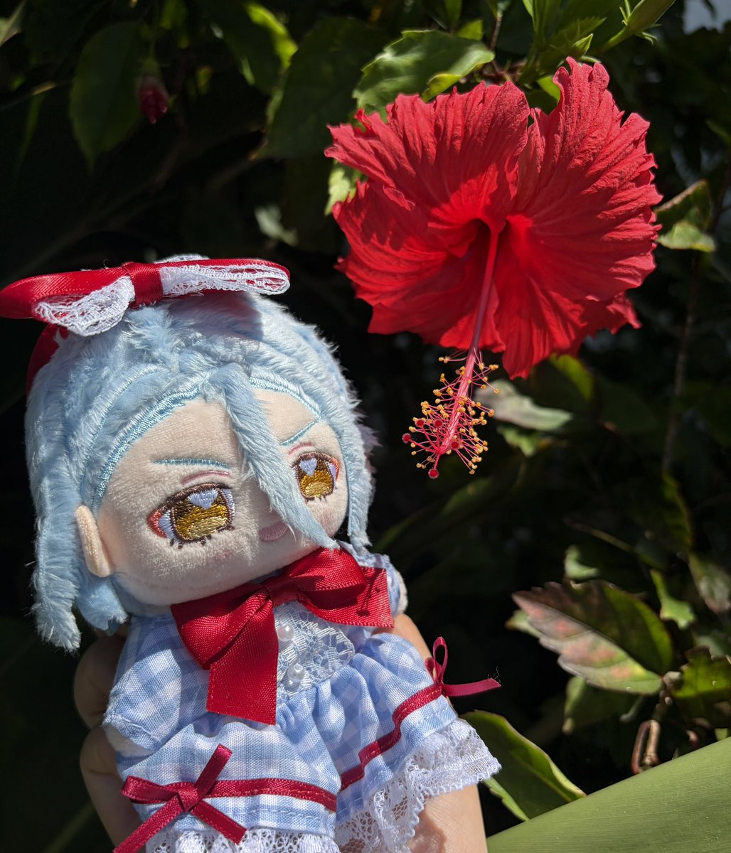 msnk_nnmk's tweet photo. ハイビスカス！海！🌺🌊

#いつぬいが見られるタグ https://t.co/FLNqPJ1GhP