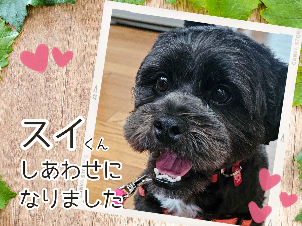 PFLJ2000's tweet photo. 【🎊祝🎊】
スイくんを新しい家族として迎��て頂くことが出来ました💙皆様の温かいご支援・ご協力ありがとうございました😊🍀

詳しくはこちら👇
https://t.co/cJMDPNeBeq https://t.co/IouDAl6x5g