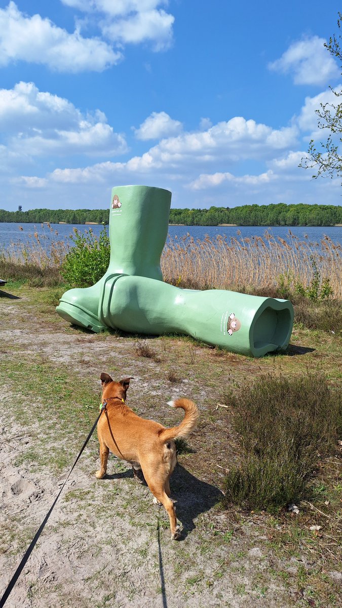 Aesthetic1333's tweet photo. .
Human said we were going on a quest to find the perfect boots.
Mission accomplished!
Now, how do I walk in these? ๐พ๐
#BigBoots #DogAdventures #WalkingInStyle
. https://t.co/Pv60z4zthP