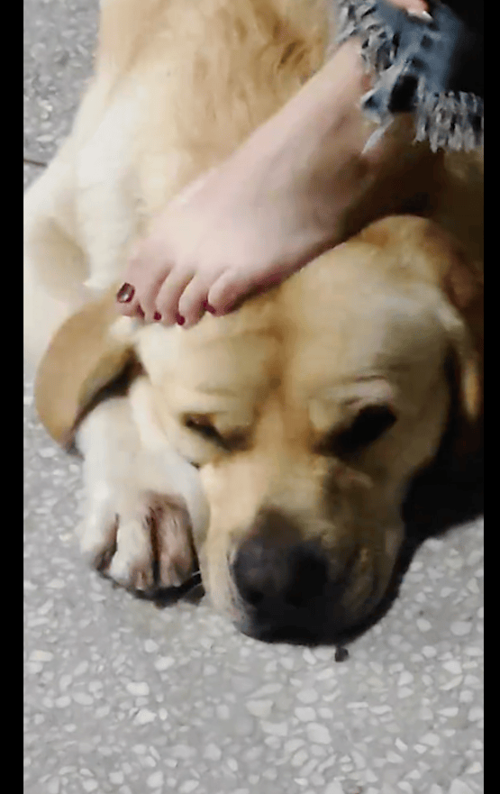 SparkleHarwhm's tweet photo. There’s no such thing as a bad day when your fur baby greets you with a wagging tail and wet nose https://t.co/UBFKhebvk8