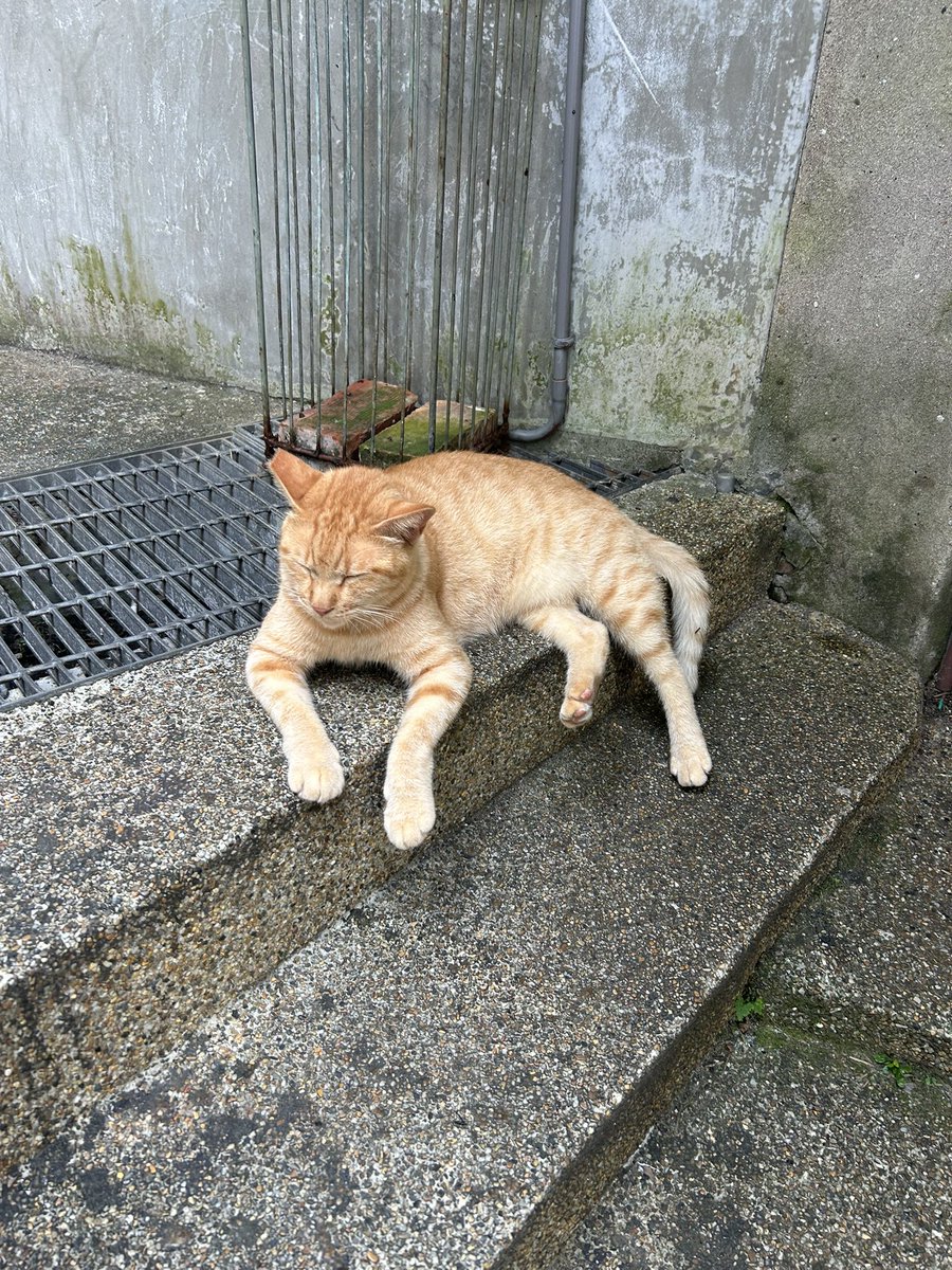 pieceofnaan's tweet photo. ねこばっかし https://t.co/aiD8amMLo8