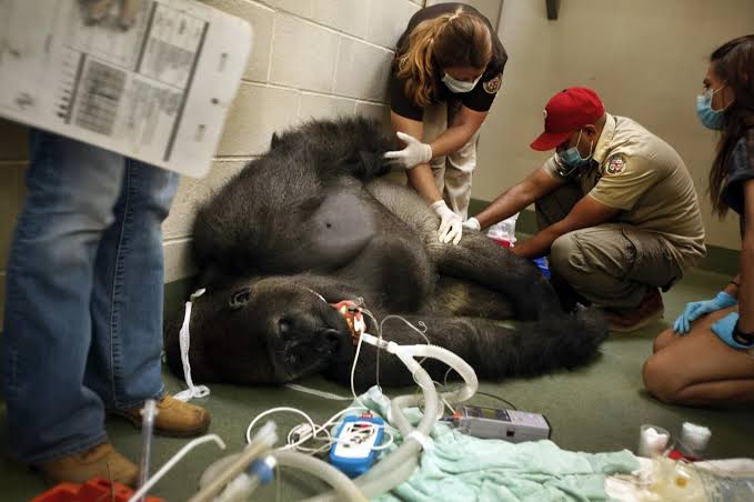 LionInCrisis's tweet photo. 🚨UPDATE: he’s in the ICU https://t.co/ZjNk0KAJOD