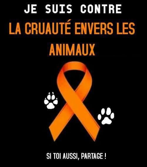 Nuitsauvage's tweet photo. La souffrance animale ne peut s'exprimer malheureusement
Encore hier Pomme la louve 
A été abattu sans raison 
Accusé a tort d'attaque alors 
Qu'elle était innocente le traceur 
GPS l'a démontré.
Pour toutes ces raisons RT ce tweet 
Elle le mérite comme beaucoup d'autres. 🙏🏻🐼💔 https://t.co/kvpXBX7qUr