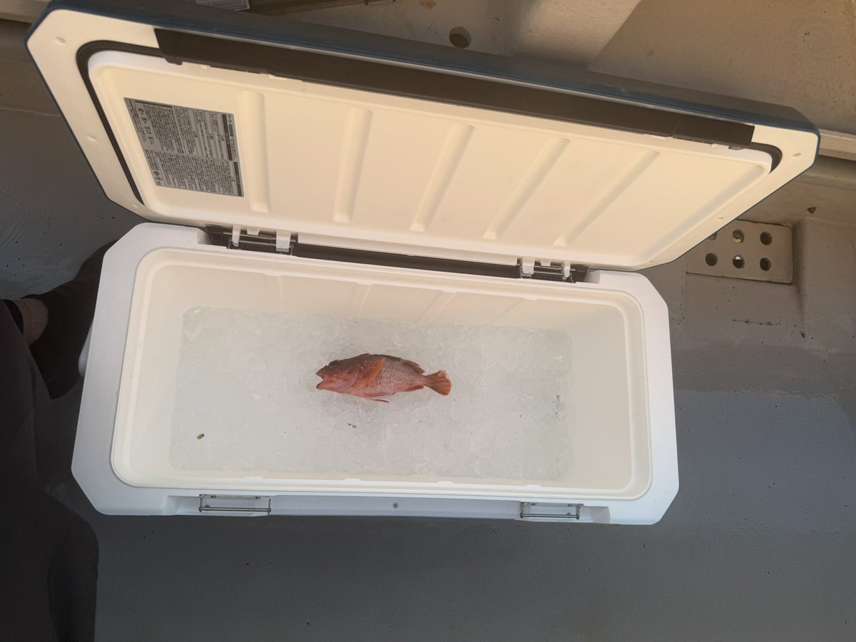 jun0114jun's tweet photo. 片道2時間かけて鯛釣に…

この魚は2万円の高級魚です🐟 https://t.co/A38USzHAoO