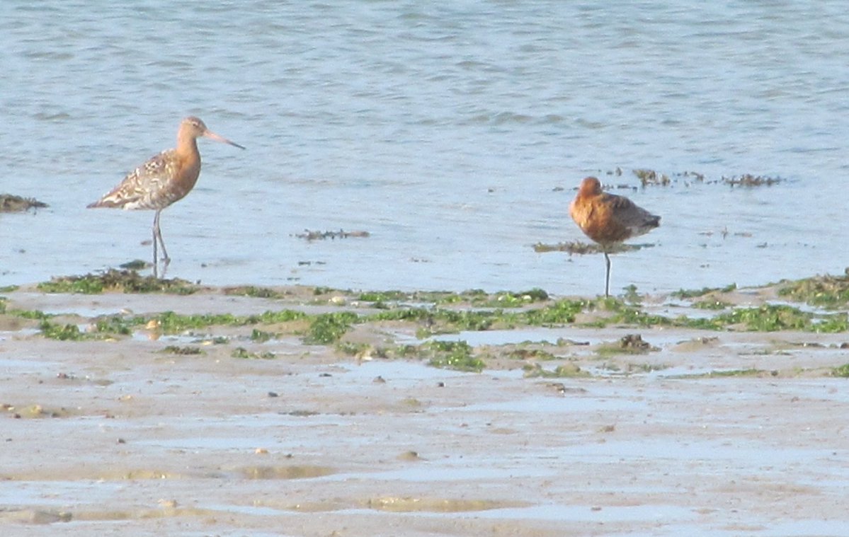 Brownlowpd65's tweet photo. Two Black-tailed Godwits on the bank of the river Adur at Shoreham-by-Sea this morning. @ShorehamBirds @Su https://t.co/Wi9Zf9GR48