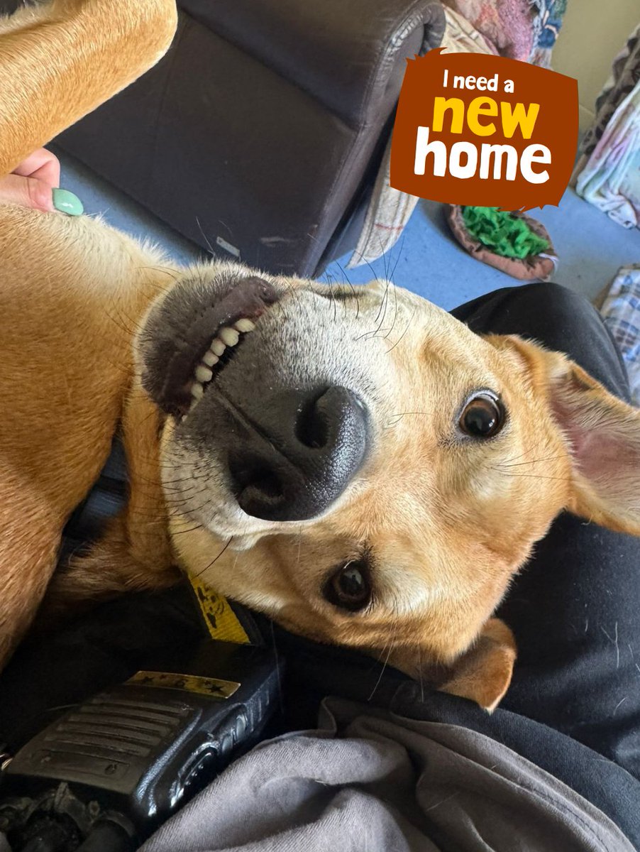 DT_Kenilworth's tweet photo. πΈ Donny's trying to figure out his best angle...
#TongueOutTueday or #TeefOutTuesday
Let us know down below! β¬οΈ
#RescueDog #AdoptMe #Crossbreed #INeedAhome #Rehome #Adopt https://t.co/RmxwqevDbZ
