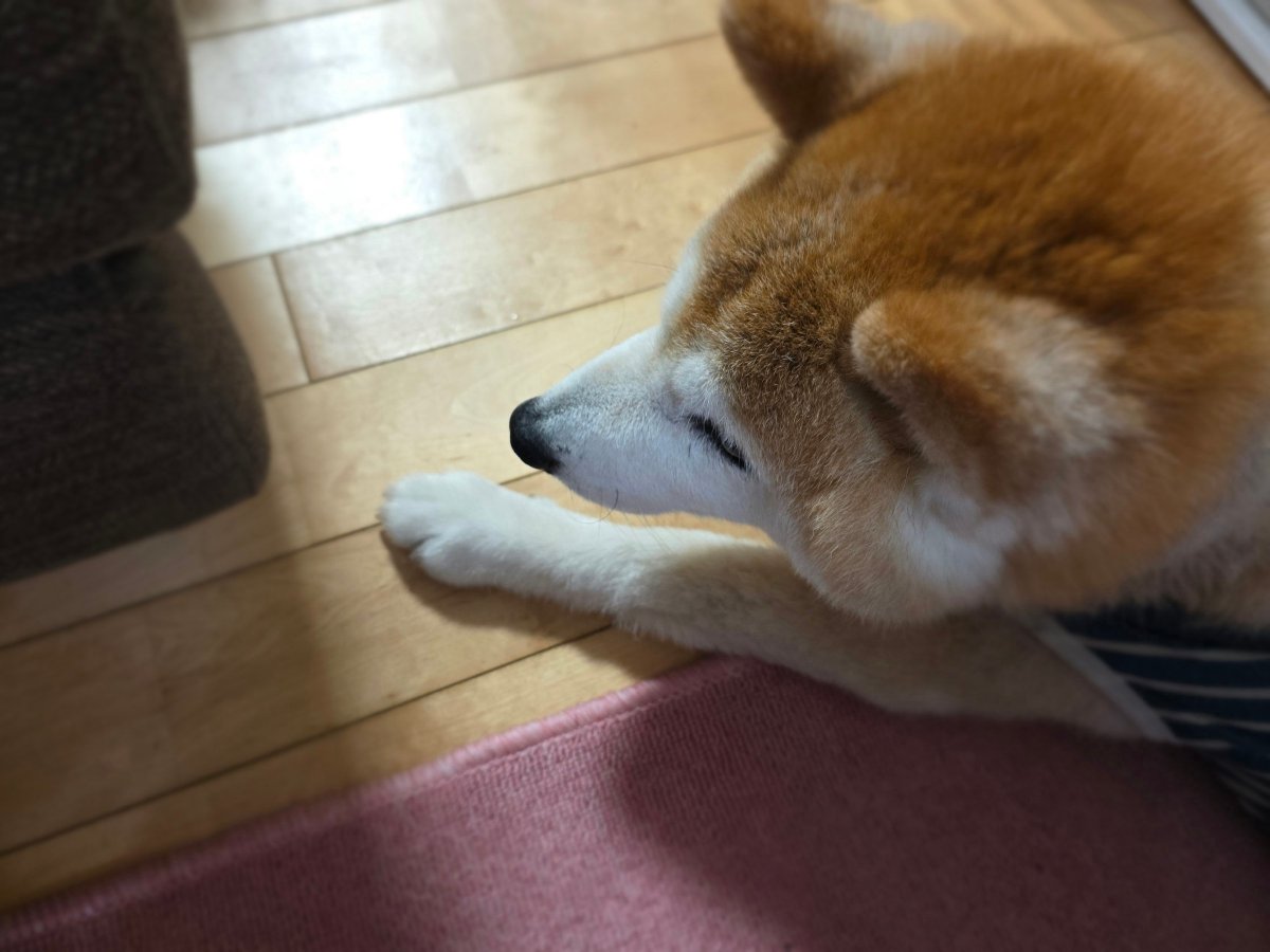 Shadow_Cooper12's tweet photo. 育ててた🥒だけどね、できてるの気づかなくてずっとぶら下がってたやつを発見したらやべーこんなでかくなってた😂
他の野菜も野菜炒めにしたりしてる🍳
今日はくうたは俺の部屋。
滑らないマットを敷いたらフローリングでも自分で立てるよ😁 https://t.co/QKARXkcdai