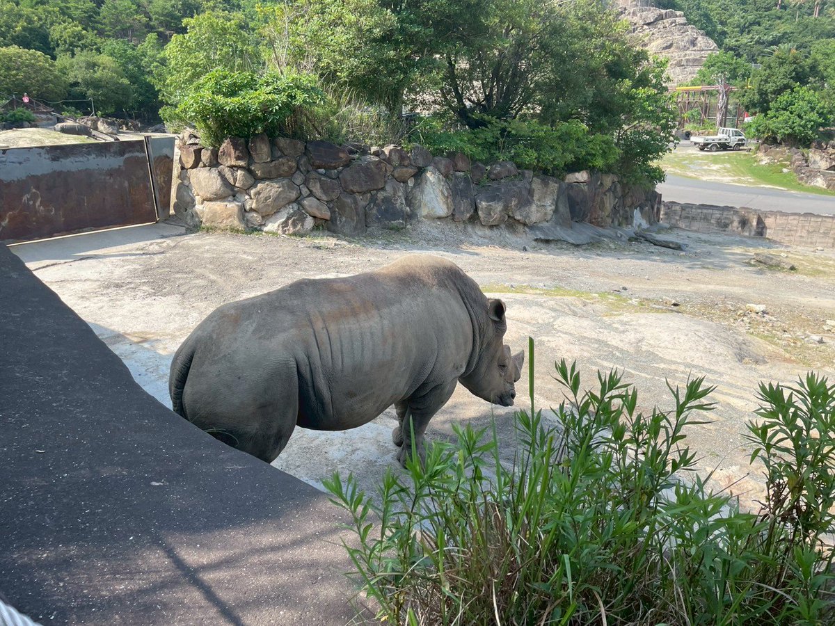 EMD_1996's tweet photo. 白浜のアドベンチャーワールドにいた動物たち🦒🐃
この距離まで徒歩で動物に近寄れて迫力ある、久し振りに行ったけど楽しかった https://t.co/hp2xK876BF