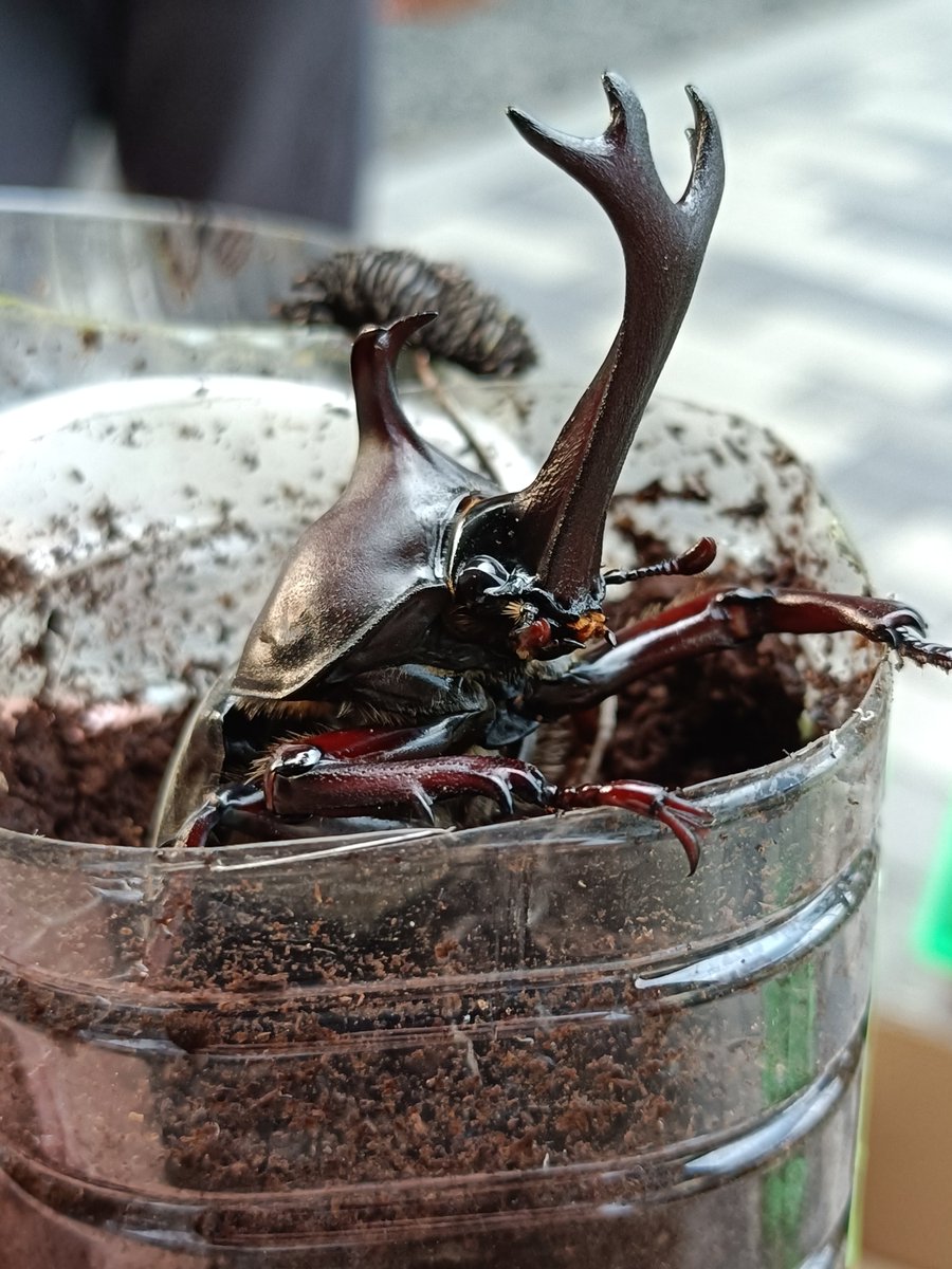 umekon_thuki's tweet photo. ペットボトル管理のカブトムシが羽化しました😆 https://t.co/MIAaWs49ul