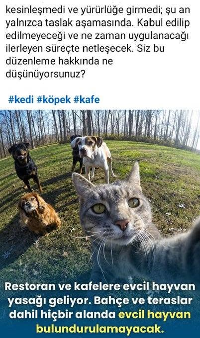 zllktlr's tweet photo. #SokakHayvanlarıSahipsizDeğil  onları yaratan  sahibi var https://t.co/p33Wlp5me7