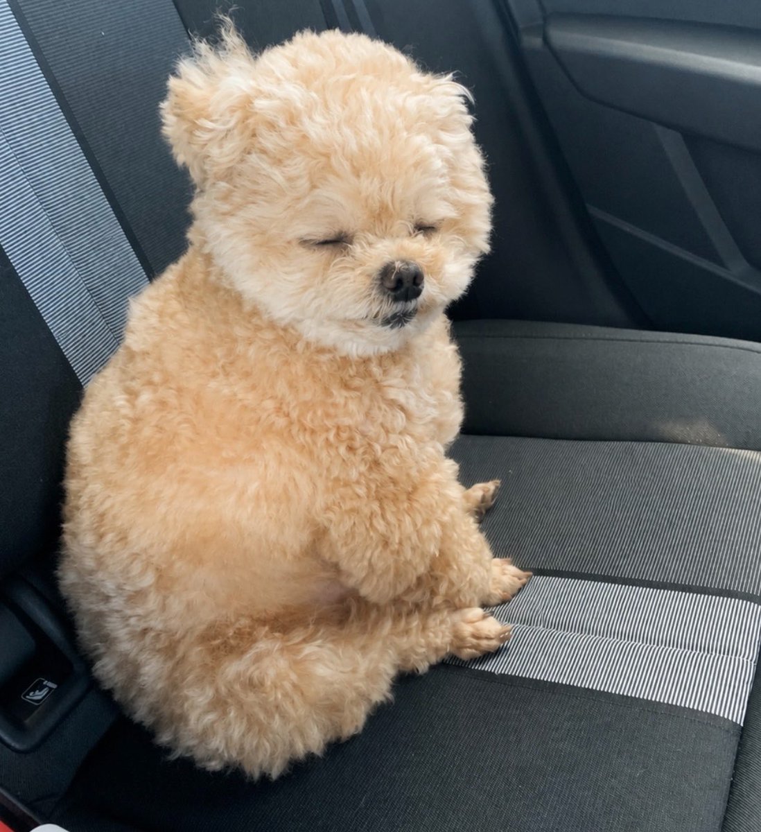Fuwancho319's tweet photo. 車で移動する前に眠くなりますね🧸

#ポメプー https://t.co/0ufGB7i5w4