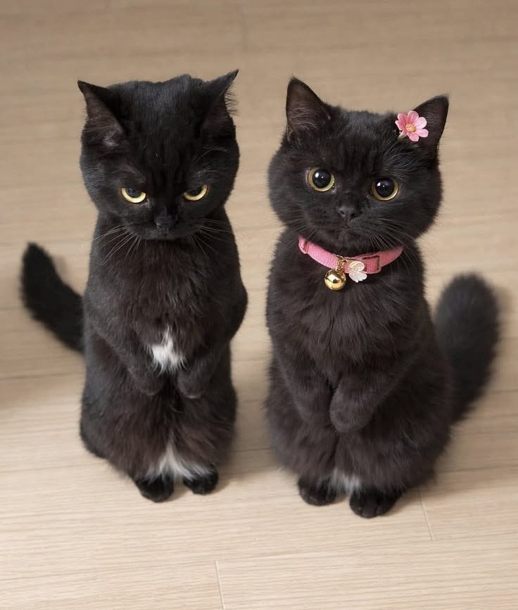 nekocatts's tweet photo. Two different auras https://t.co/ssCpD69egb