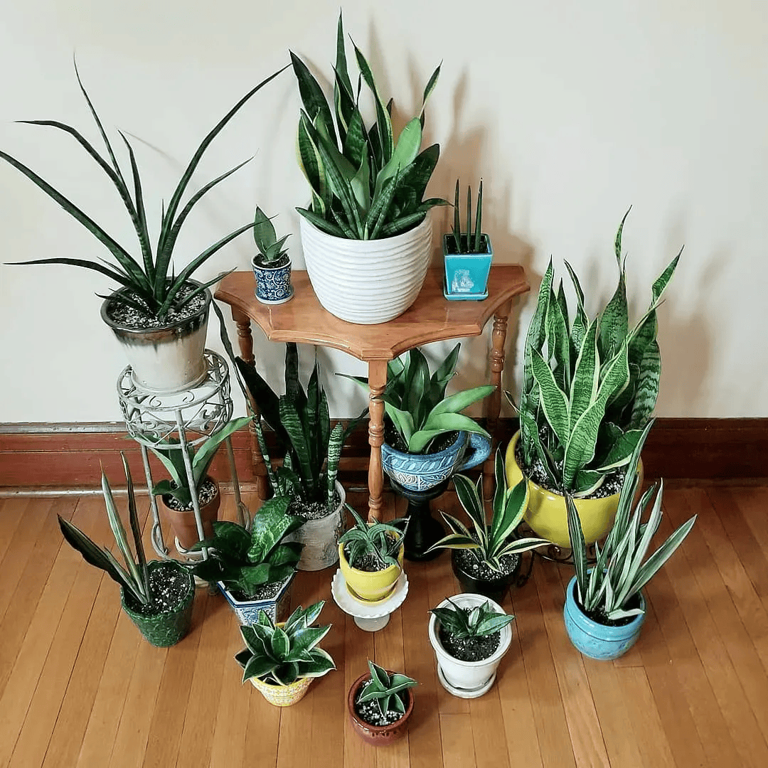 suebee_1's tweet photo. Just couldn’t wait to open this mystery package! My new desk plant finally arrived  Already turning my work corner way more lively! https://t.co/czM3jsDnaq