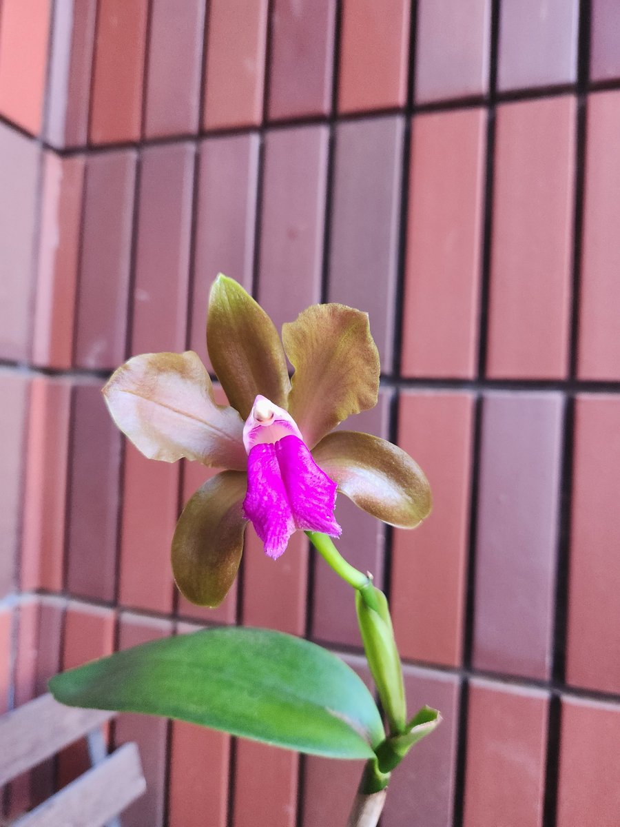 ftggx215's tweet photo. カトレア　ビカラーが咲きました。バルブは長くなりましたが、花数１輪のみ… https://t.co/USK5Xsj8df