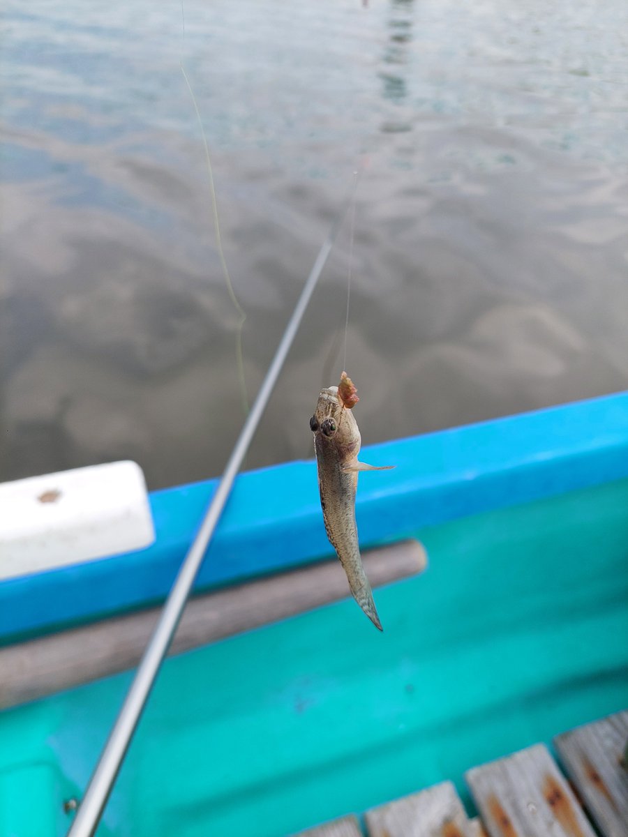 forth96782509's tweet photo. 今日はハゼ釣りに行ってきました。
風もあってそこまで暑くなかった🎣🎣🎣
父親と二人で合計82匹  まぁまぁな釣果𓆛𓆜𓆝𓆞𓆟  サイズは小さめだったかな https://t.co/7FdIPYhrB7