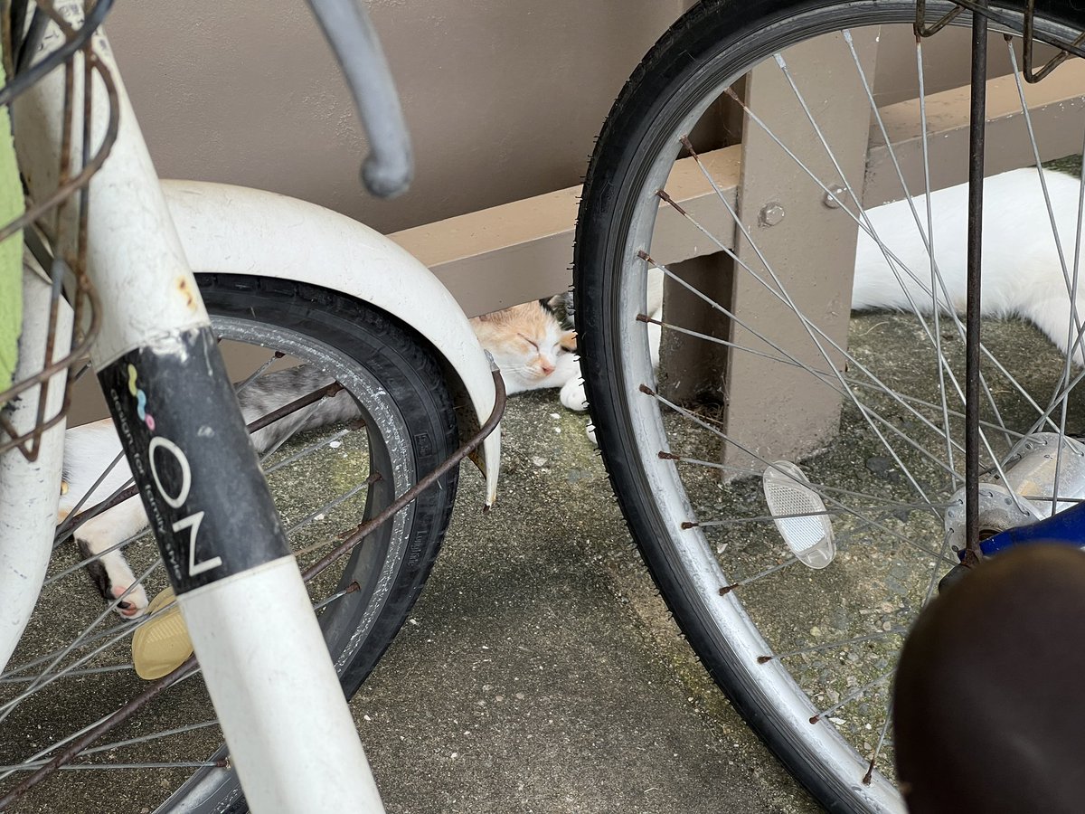 eleon00's tweet photo. こういうの見ると、うちの近くにいる猫、暑いのに外で寝てるの誰か引き取らないかな？野良なんだが。 https://t.co/wAph8VnvhO