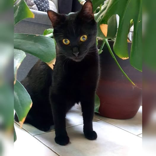 KateriSeraphina's tweet photo. Ma chatte a vu un compagnon qui vivait avec moi me frapper au cours d'une dispute. Il m'a même cassé une dent.
Je l'ai immédiatement mis à la porte, puis j'ai pleuré pendant des heures. Pendant tout ce temps, ma chatte est restée blottie contre moi jusqu'à ce que mes larmes cessent.
Quelques mois plus tard, cet homme est revenu récupérer son courrier et quelques affaires qu'il avait laissées chez moi. J'ai ouvert la porte, mais je l'ai laissé attendre sur le seuil, sans le laisser entrer dans la maison.
Ma chatte, qui n'avait jamais attaqué personne, pas même chez le vétérinaire, a surgi comme un éclair et s'est jetée sur lui avec une violence incroyable. Elle s'est agrippée à ses jambes, a traversé son jean avec ses griffes et ses crocs, le faisant saigner à coups de morsures et de griffures.
J'ai eu du mal à l'éloigner de lui… même si, je l'avoue, je n'y ai pas mis beaucoup d'ardeur.
Il est reparti avec ses affaires, le pantalon en lambeaux et les jambes en sang.
J'ai refermé la porte, puis j'ai serré ma petite chatte dans mes bras, profondément émue par ce qu'elle venait de faire.
Elle a fait ce que, au fond de moi, j'aurais aimé faire… mais que la loi ne me permet pas.
À cet instant, j'ai compris à quel point elle avait perçu le mal que cet homme m'avait fait, et combien elle m'aimait.
Ma chatte s'appelle Mia, et pour l'instant, elle est le seul amour de ma vie.