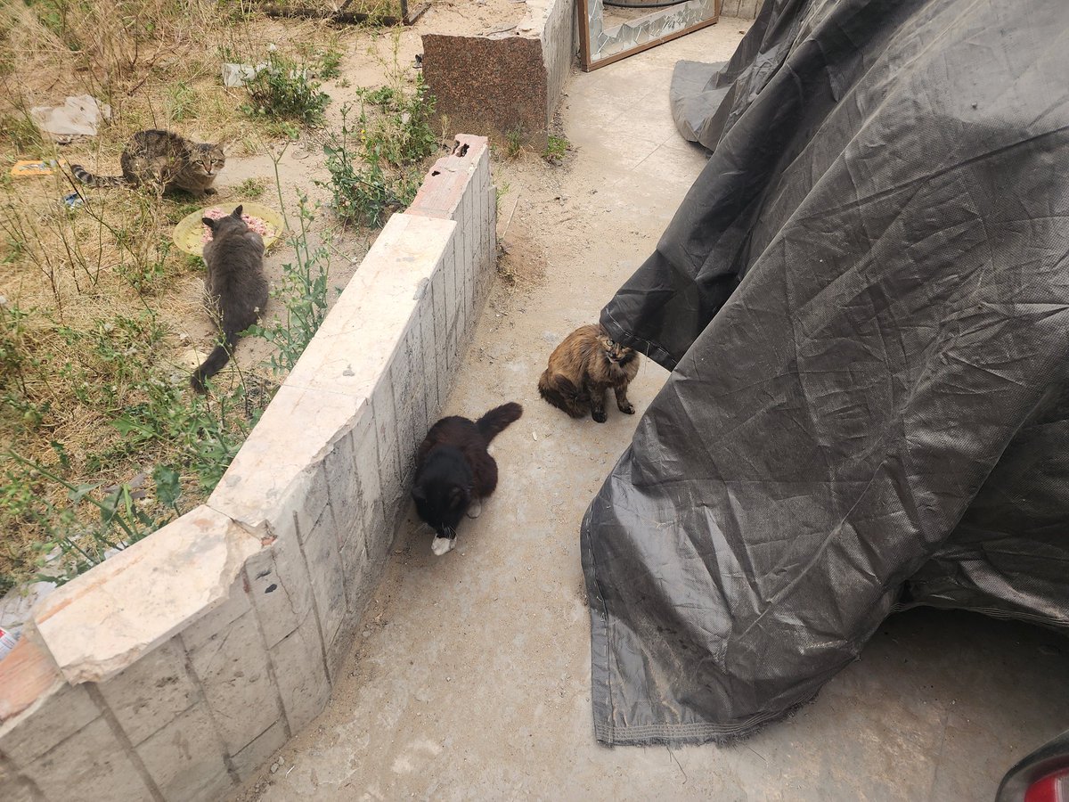 helpcatsmsallam's tweet photo. #They_lied_to_you
just in gaza:
Our homes have been replaced by camps.
Our source of income has been replaced by food rations.
School queues have been replaced by water queues.
Construction has been replaced by destruction.
Paved streets have been replaced by sandy roads.
Comfortable vehicles have been replaced carts.
Dignity has been replaced by humiliation.
Patience and resilience have been replaced by hopelessness..
What kind of truce are you talking about?, when death still reaps lives every day? A false truce and a world that is mute, blind, and deaf.
#They_lied_to_you
#They_Lied_To_you
Yesterday, they struck a car, and at dawn today, they bombed an apartment and killed an entire family. Both locations are just a ten-minute walk from me—one to the north of my home and the other to the south..
They shelled a children's hospital in Jabalia, resulting in dozens of martyrs and injuries..
There were also other raids on Deir al-Balah, Nuseirat, Al-Mawasi, Al-Bureij, Al-Maghazi, and everywhere else in the Gaza Strip...
The army also advanced the "yellow line" east of Deir al-Balah and in the Zaytoun neighborhood to the north, occupying additional territory..
This is what I’ve been saying for some time: the war isn’t over. However, the pace of shelling has intensified over the past week, and things are gradually reverting to how they were during the war...
The first thing I do when morning breaks is check on the cats... those poor creatures—I do not know what they have done to deserve such terror. Whenever a raid occurs, I see them running at full speed... I do not know how long their suffering will last.😢
I remain adamant: if my area were to be invaded, I would never leave. I would rather die beside them than live in a tent..
I simply want your support to bolster our resilience by stocking up on food for them.
The campaign isn't going well, friends... We’ve only reached 20% of the campaign goal..
Your support is what helps us hold firm and enables me to face the dark days ahead.
https://t.co/AyE4LOr6eN
Or , you can support me directly via the PayPal link to help cover their food and routine veterinary care costs at this time.
https://t.co/4HGeWVpT8V
Your support rewrote our destiny from despair to survival; thank you for ..
We are profoundly grateful for the hearts that refused to let us perish in the dark.