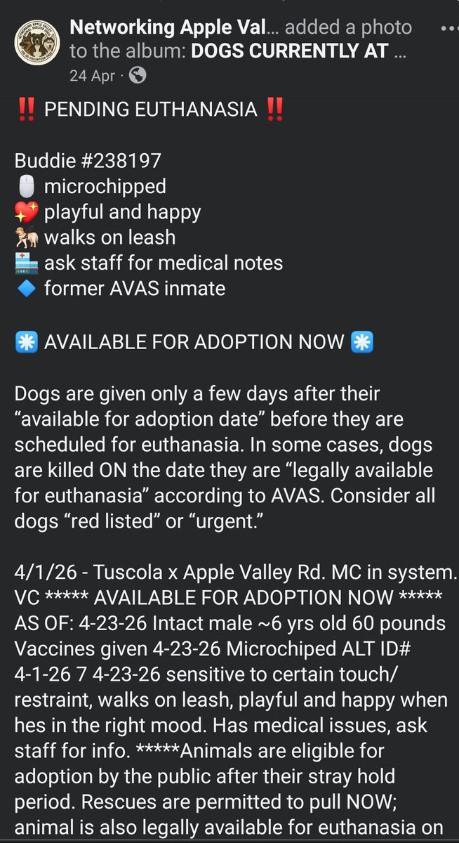 itsadogslifersq's tweet photo. BUDDIE #238197
6yo.#pitbull
Adopted as a puppy, now dumped. I sound like a broken record, but this has become a new standard on the worst scale. An ugly reality for countless good dogs.
Can you #foster sweet Buddie to save him, even if you live a few hours around #AppleValley? https://t.co/AOLpStQR8Q