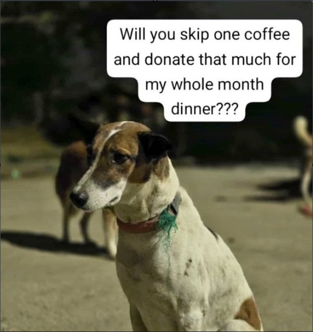 TheViditsharma's tweet photo. To all animal lovers, today we humbly ask you to come forward and support our animal welfare project with a contribution of ₹100 / ₹500 / ₹1000 or any amount you can give. Vet bills, rice costs, medical expenses, salaries, and rents are now overdue. We urgently need to clear these dues so we can continue caring for the voiceless souls who depend on us every single day.
We currently have 65+ rescued dogs with us who are undergoing treatment, healing, and recovery. They need daily food, medicines, shelter, and constant care. This is our monthly donation appeal. Every bit matters. No amount is ever too small when it comes from kindness.
We understand it may not always be possible to donate, and that is completely okay. If you cannot contribute financially, Please share this appeal. Sharing is also a powerful way of helping.
Donate via pytm gpay 7042677382
Donate via Credit and debit card https://t.co/ZJzvAG8g7k
Paypal -Vidit.sharma11@Gmail.com
Your support can bring food to an empty stomach, treatment to a suffering animal, and hope to lives that have no one else to turn to. Please come forward today. Together, we can keep this mission alive.
#Dogs
#AnimalWelfare