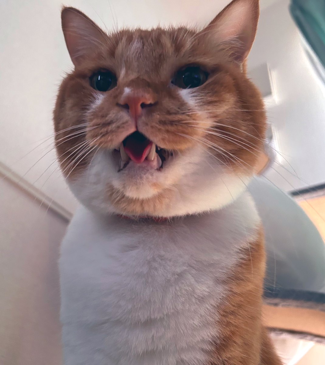 gomataroM's tweet photo. 牙の間のベロがかわいいねえ https://t.co/lV4yLML49V