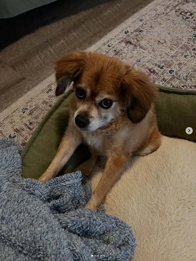 TillyOGonSol's tweet photo. internet certified good boy… even if he’s a dog https://t.co/pG1gqxQrcw