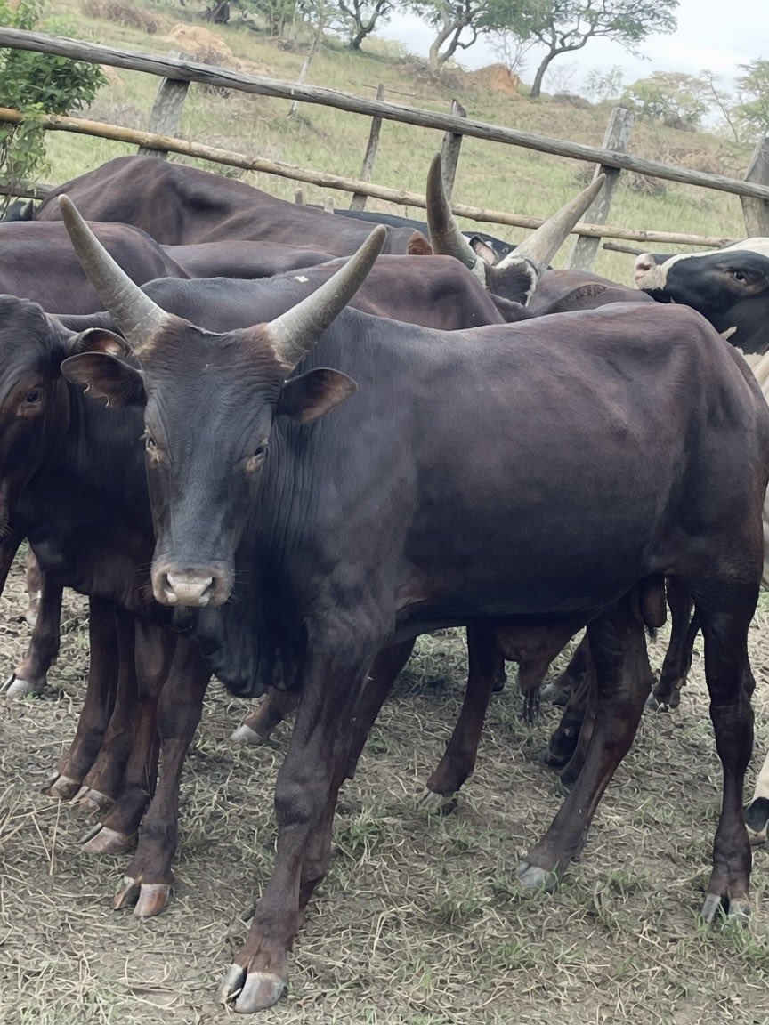 TheANKOLECATTLE's tweet photo. Breeding Ankole bulls for sale 
📞 0792454029 https://t.co/Az0Qb3WO3C