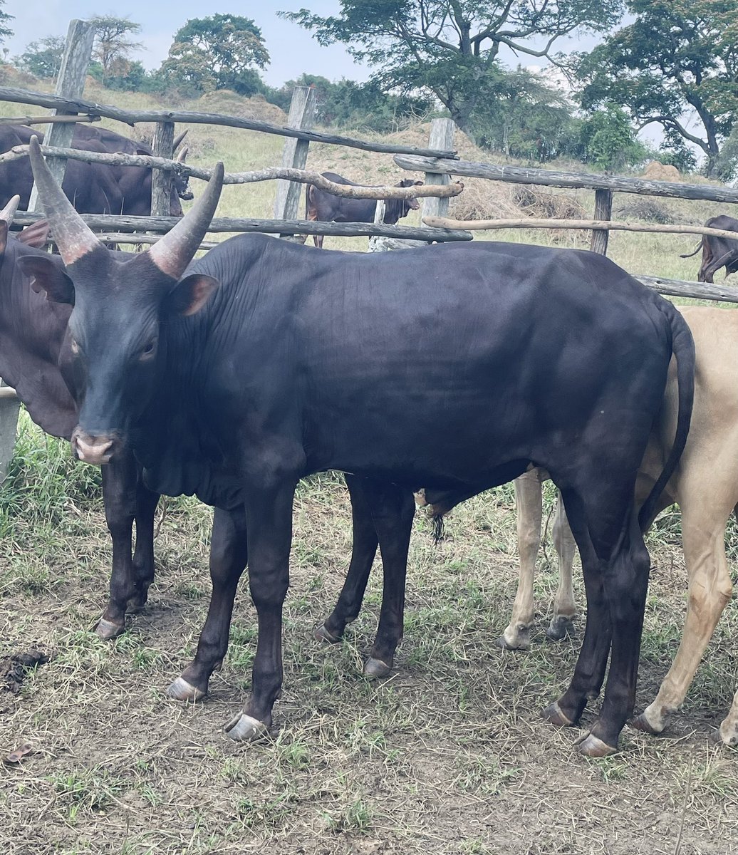 TheANKOLECATTLE's tweet photo. Breeding Ankole bulls for sale 
📞 0792454029 https://t.co/Az0Qb3WO3C