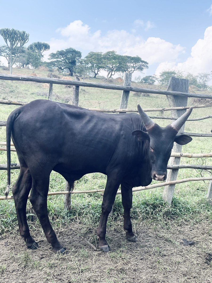 TheANKOLECATTLE's tweet photo. Breeding Ankole bulls for sale 
📞 0792454029 https://t.co/Az0Qb3WO3C