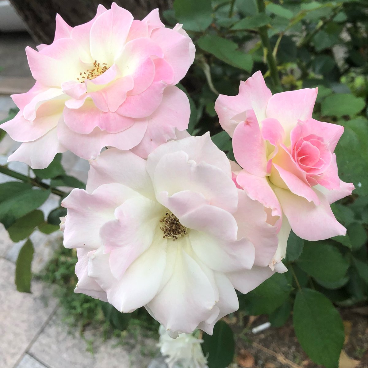 eimei_kikaku's tweet photo. 戦争反対! すべての戦争に反対します。
パレスチナ解放!
改憲反対!
非核三原則堅持!
殺傷武器輸出反対!
議員定数削減法案を廃案に!
国民投票法改正案を廃案に!
求む! まともな政権
求む! まともな報道
#戦争反対憲法守れ
#ストップ排外主義
#FreePalestine
#ウクライナに平和を
#HandsOffVenezuela https://t.co/zVOqPUqZAL