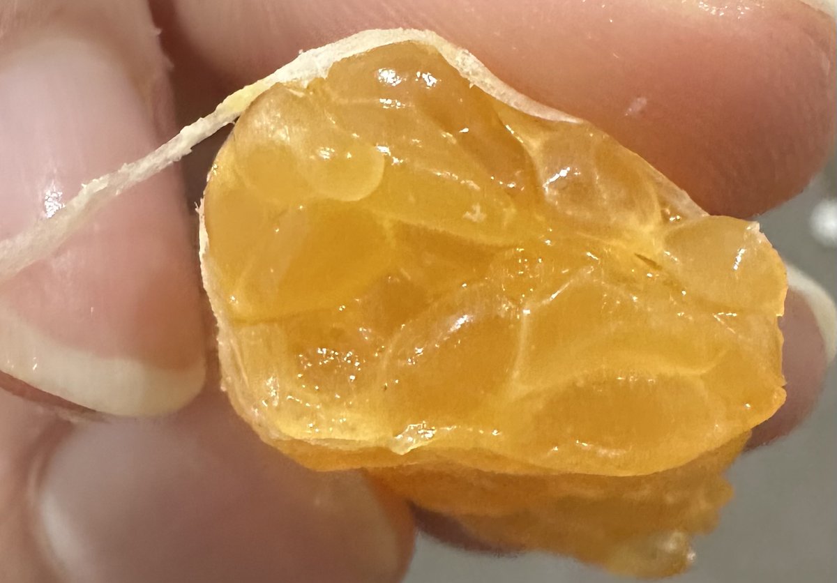 darlingsignedin's tweet photo. Why does the inside of a tangerine piece look so much like beans #shrtwt https://t.co/BAweSWlBn1