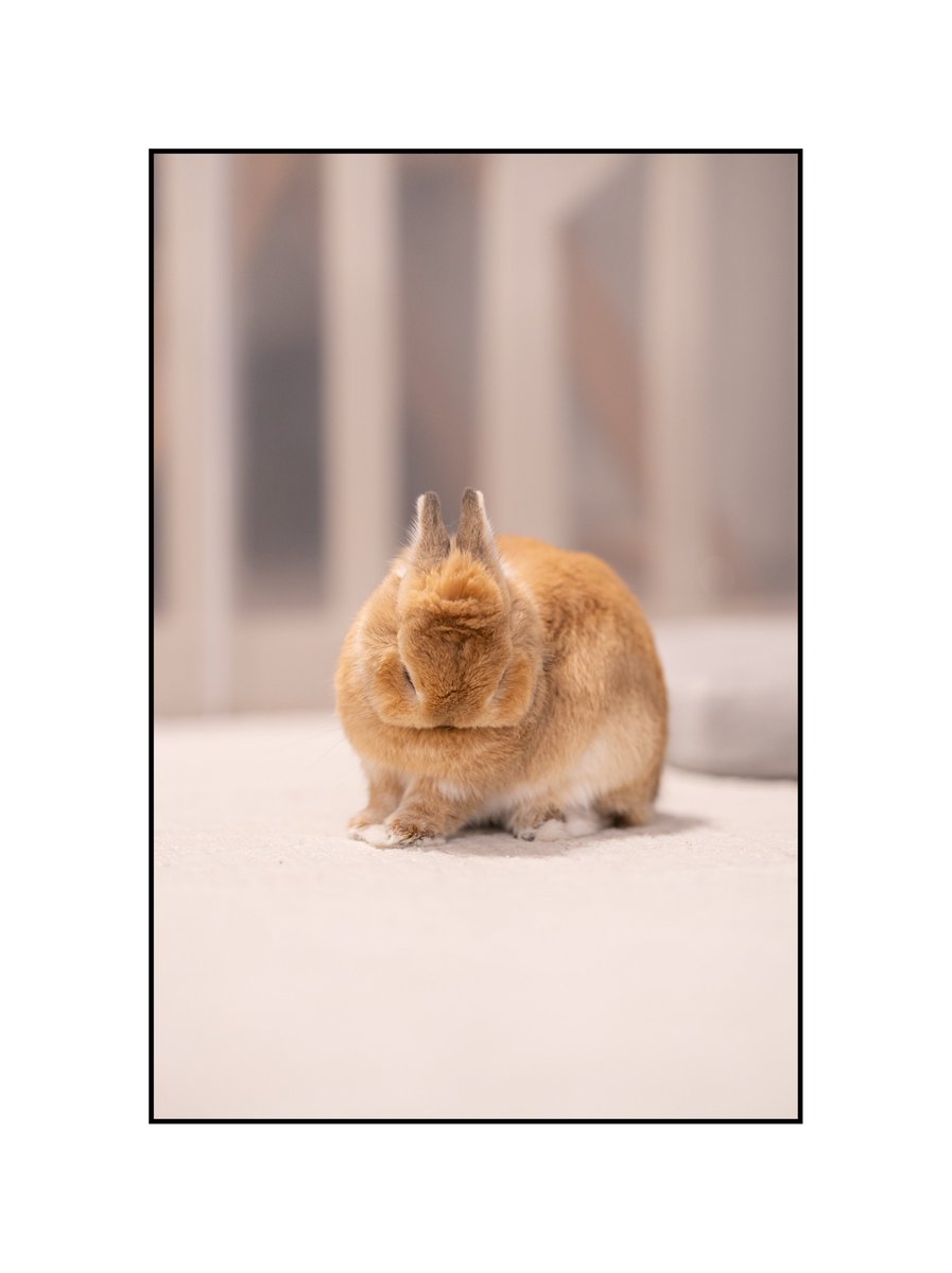 うさぎさん。 どのフォルムも可愛すぎる🐰 #うさぎ