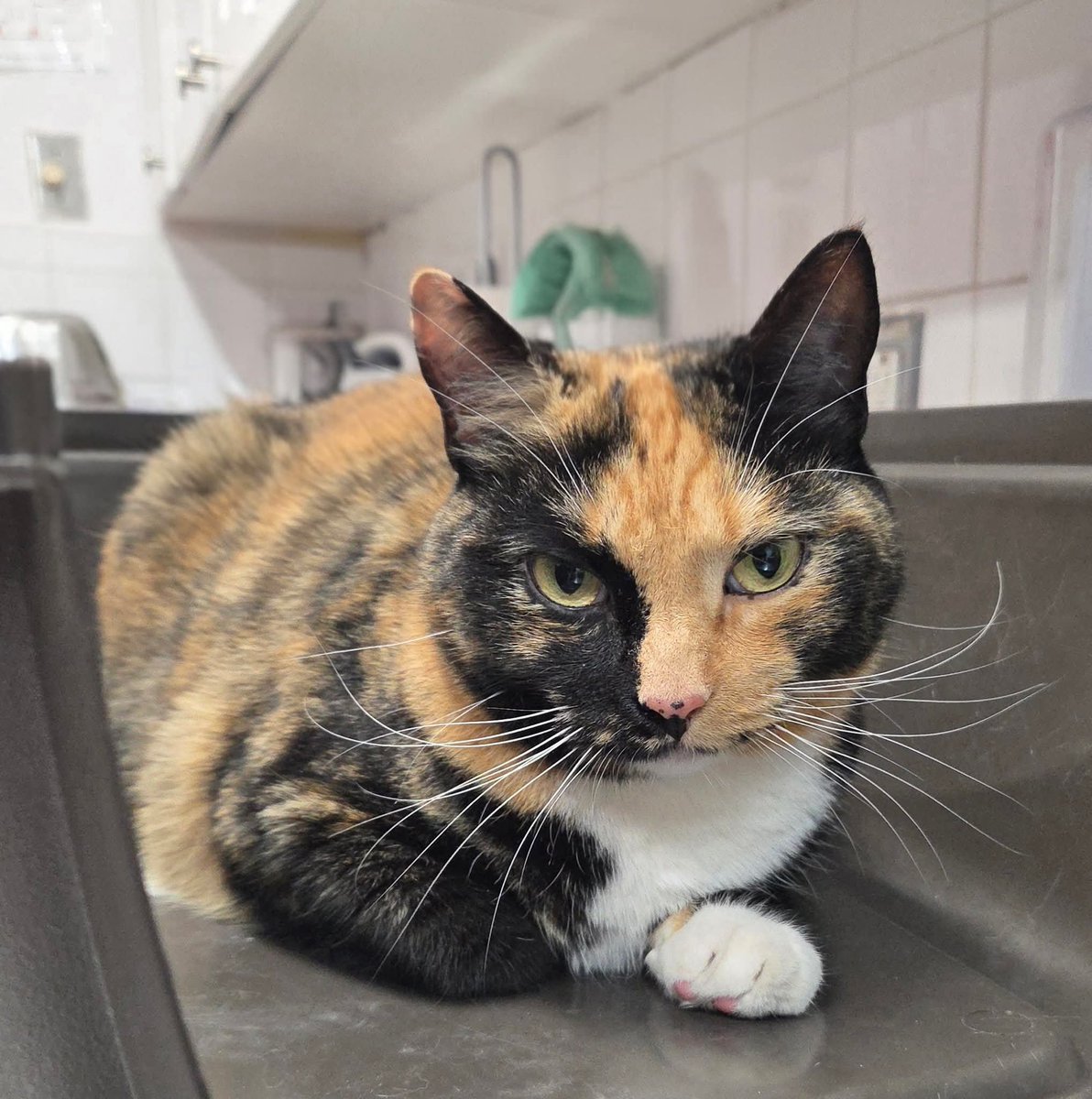 HfxMda's tweet photo. **** Via NS SPCA Dartmouth shelter

Are you missing me?

Shorthair, calico, female, no microchip. Found on Windsor Street, Halifax.

If you own this cat, please contact the Dartmouth shelter at 902-468-7877 or e-mail dartmouth@spcans.ca. https://t.co/CedvT4X5Kt