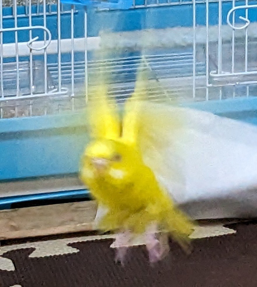 インコ