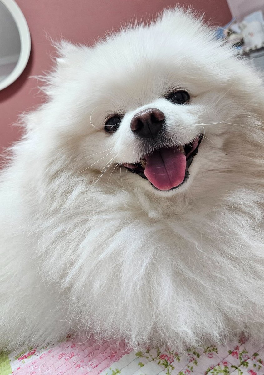 scd_re's tweet photo. 백설기에 검은콩 3개가 콕콕콕 https://t.co/lmUrMKKDRz