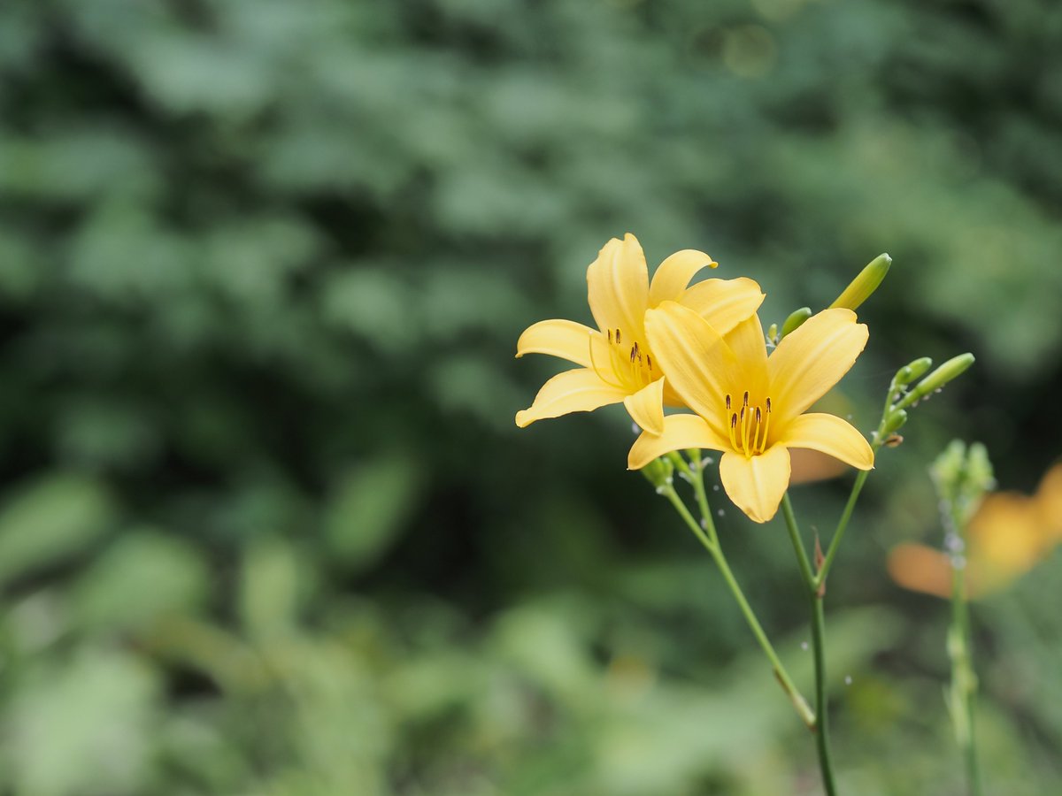kyoro_e_pl6's tweet photo. 並んで咲くニッコウキスゲ🌼🌼

#六甲高山植物園

OLYMPUS PEN Lite E-PL6
M.ZUIKO DIGITAL ED 75mm F1.8 https://t.co/BRy8HQpV3z