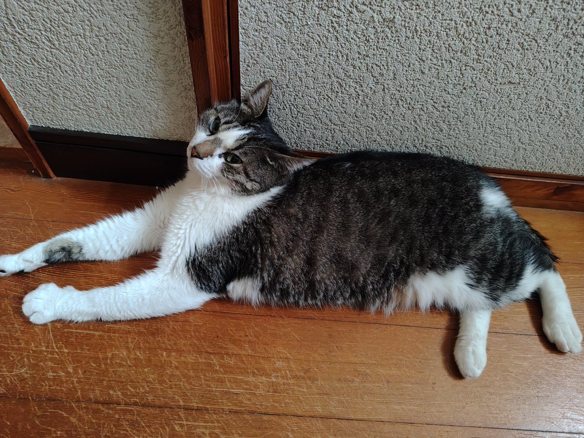 waolemur's tweet photo. ギンちゃんはなぜかエアコンつけるとエアコンついてない暑い場所へ…💦 https://t.co/f2KcSuwyAR