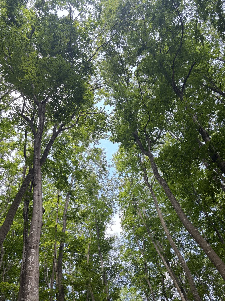 tomoccor1's tweet photo. 夏が始まった合図がした🌻

ここはどこでしょう🌱 https://t.co/4sJtjNqkxQ
